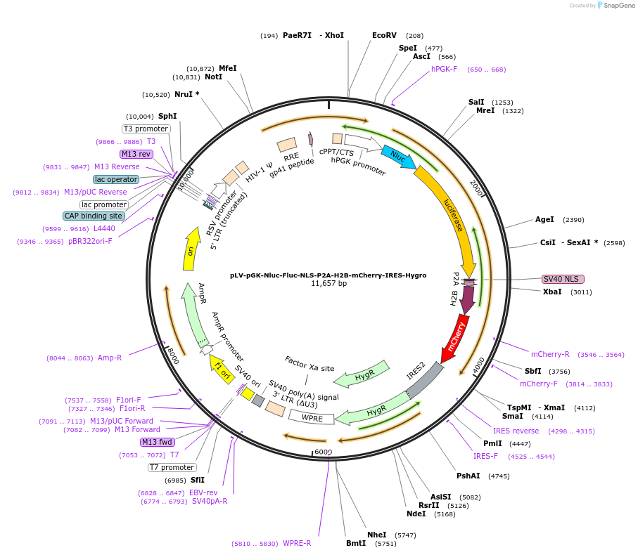 115684-plasmid-map-sequence-id-224735