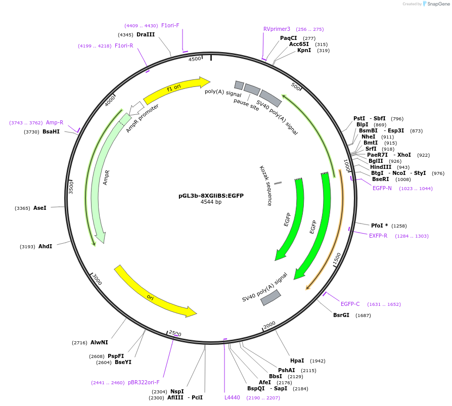 84602-plasmid-map-sequence-id-224737