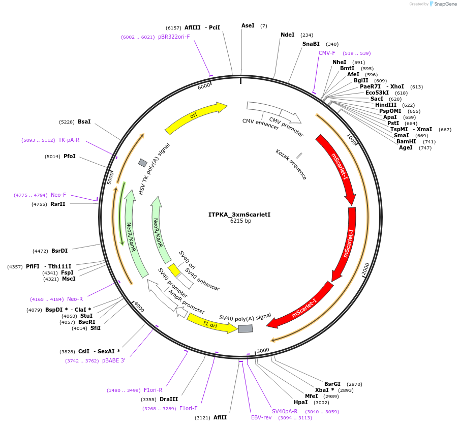 112960-plasmid-map-sequence-id-224738