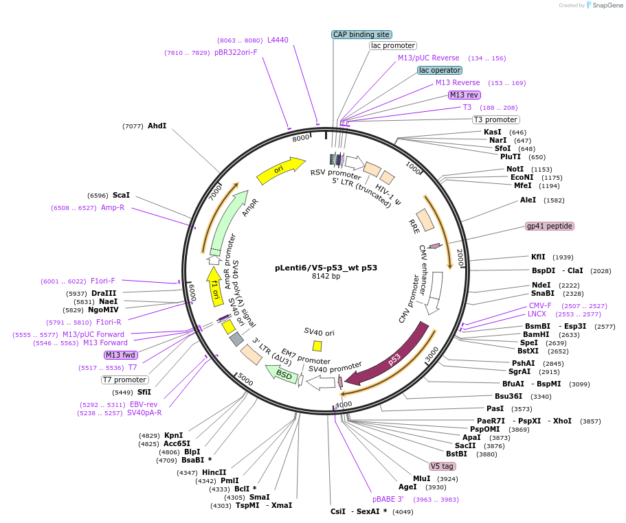 22945-plasmid-map-sequence-id-224741