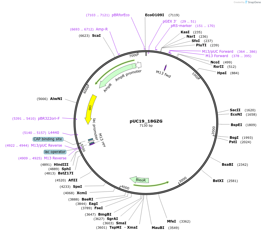 117228-plasmid-map-sequence-id-224750