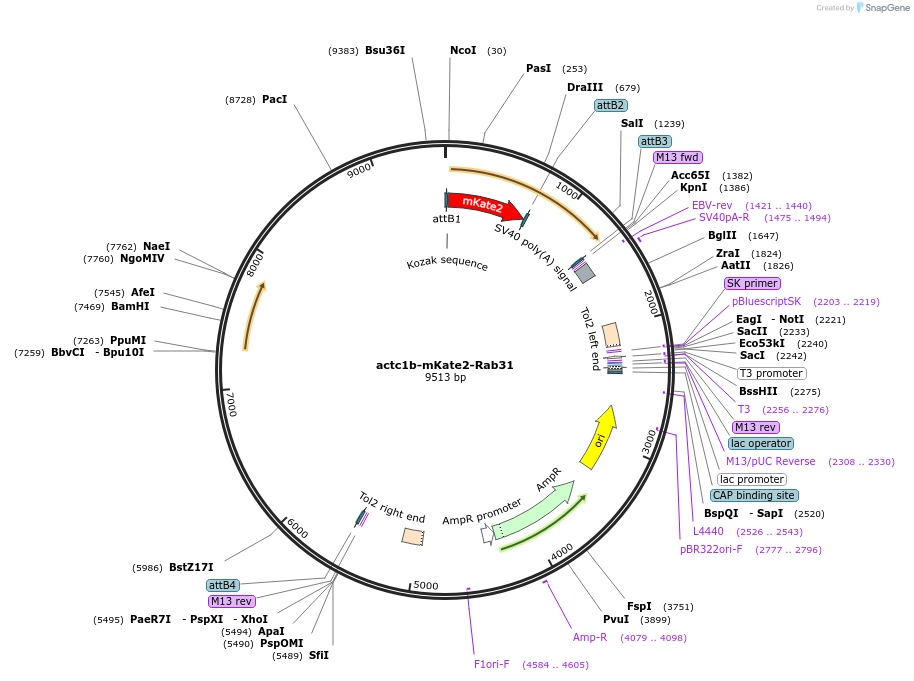 109763-plasmid-map-sequence-id-224751