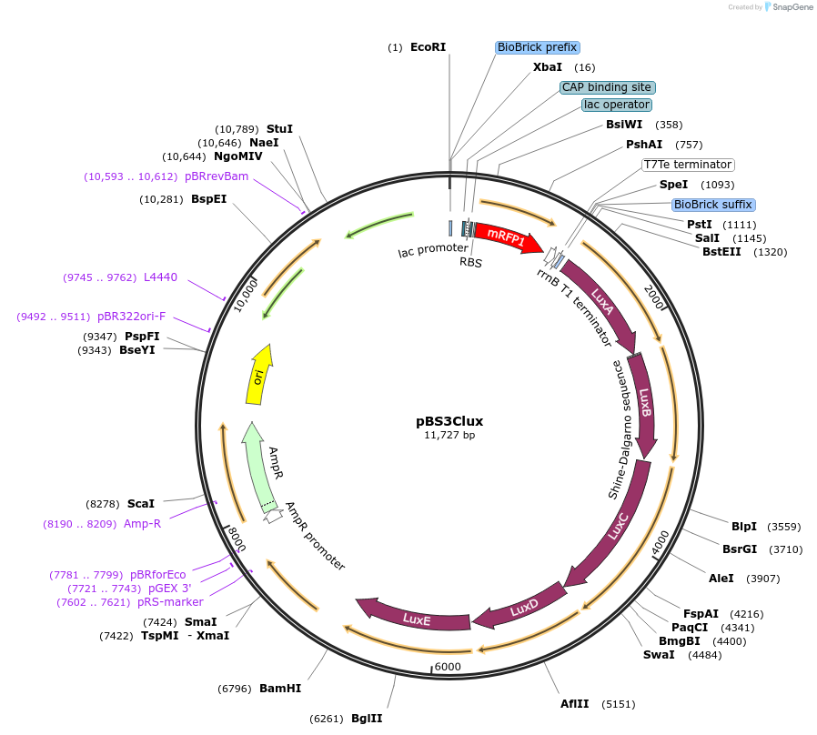 55172-plasmid-map-sequence-id-224754