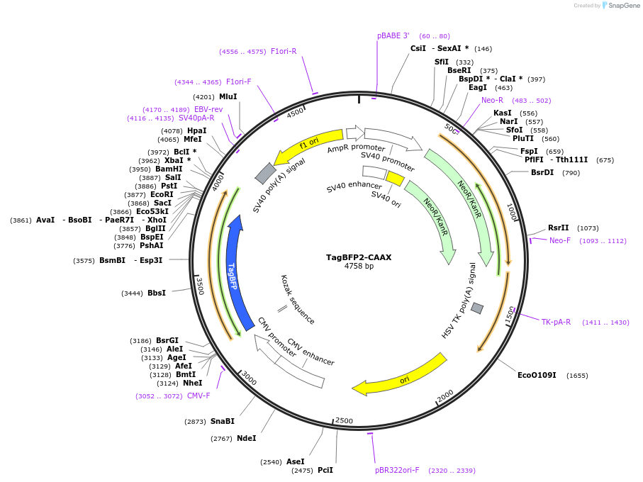 116856-plasmid-map-sequence-id-224756