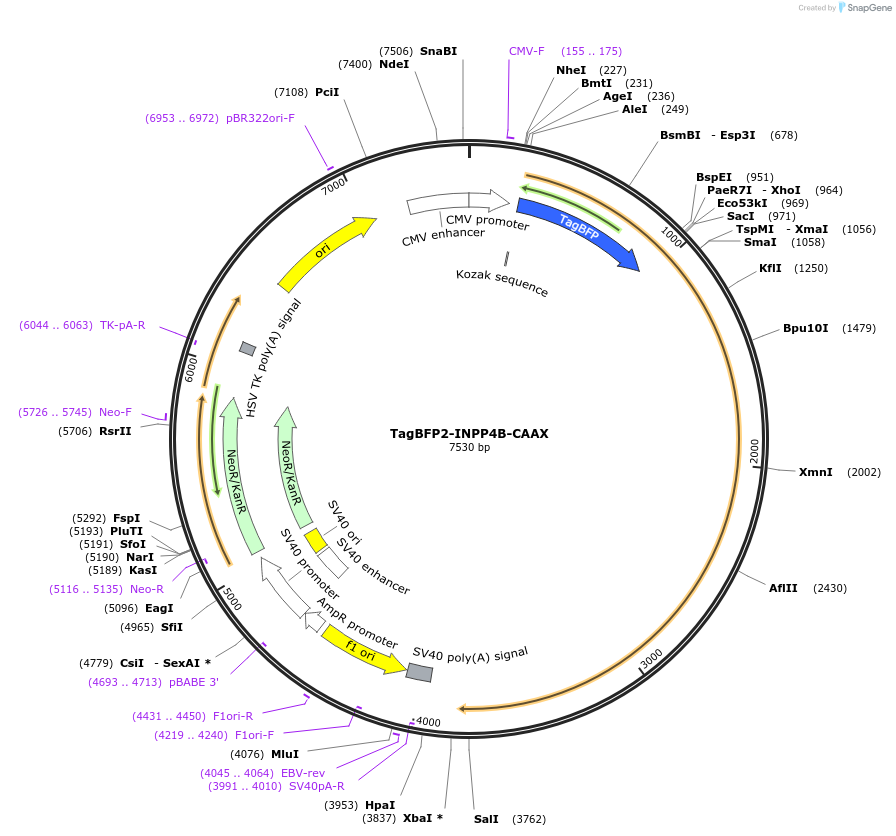 116857-plasmid-map-sequence-id-224762