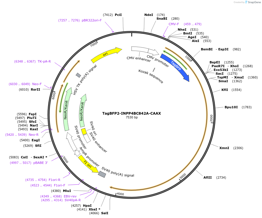 116858-plasmid-map-sequence-id-224772