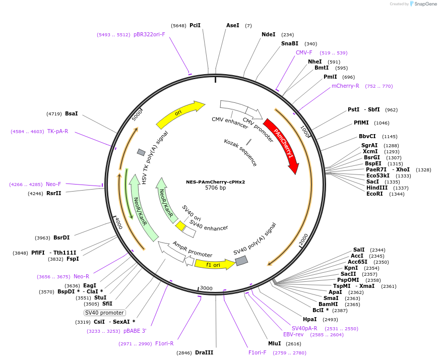 116860-plasmid-map-sequence-id-224780