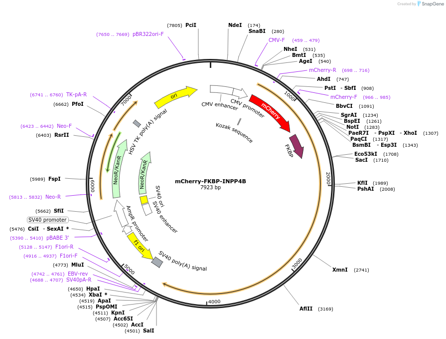 116864-plasmid-map-sequence-id-224781