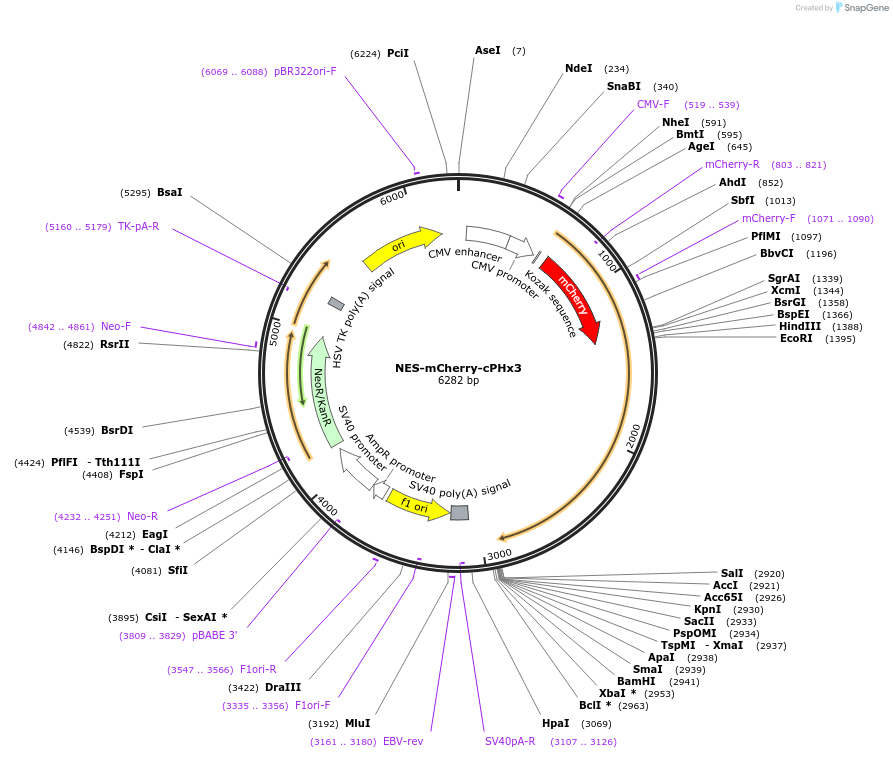 116862-plasmid-map-sequence-id-224783
