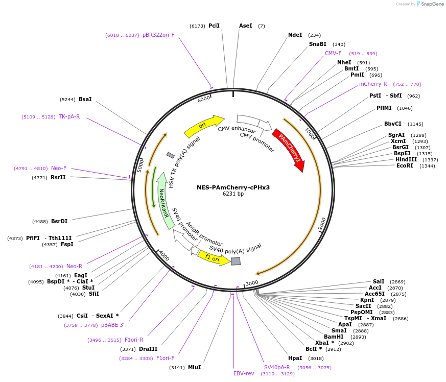 116861-plasmid-map-sequence-id-224784
