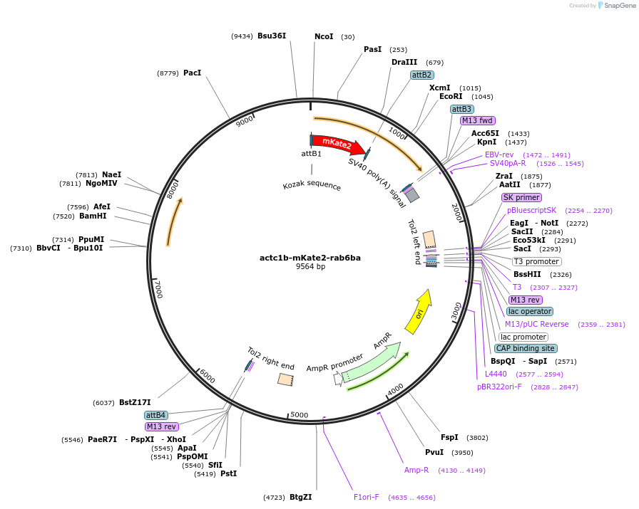 109653-plasmid-map-sequence-id-224789