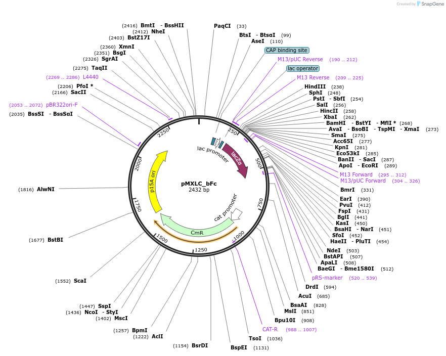 114221-plasmid-map-sequence-id-224793