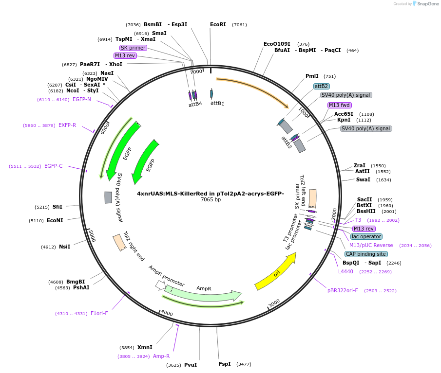 115516-plasmid-map-sequence-id-224796