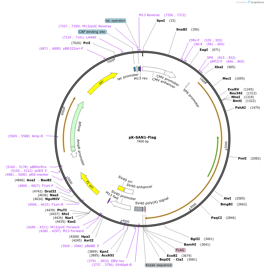 117163-plasmid-map-sequence-id-224810