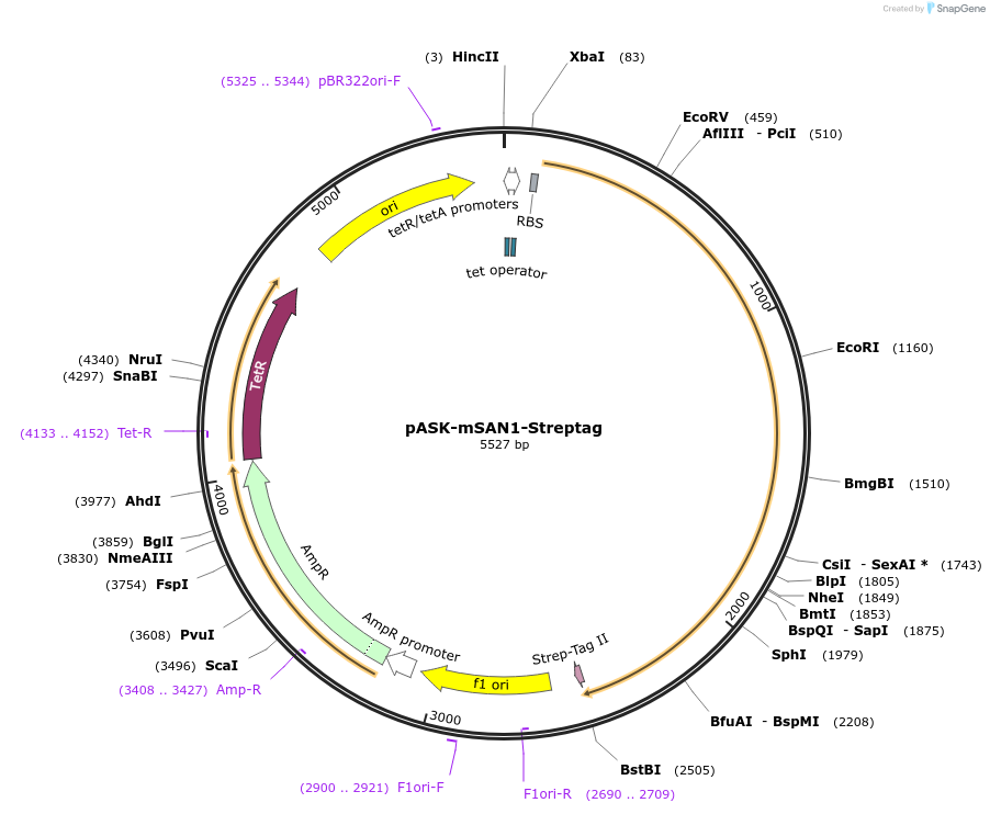 117165-plasmid-map-sequence-id-224811