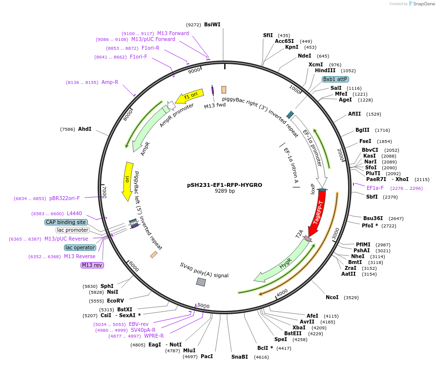 115145-plasmid-map-sequence-id-224814