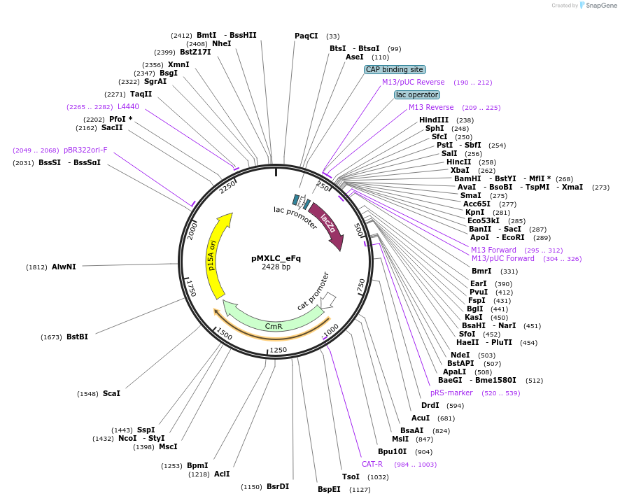 114228-plasmid-map-sequence-id-224815
