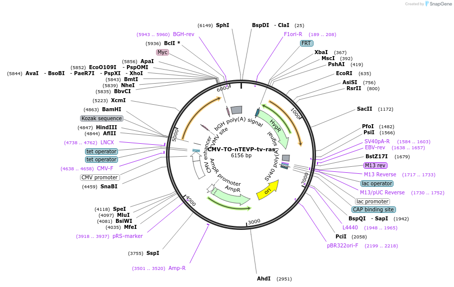 116071-plasmid-map-sequence-id-224824