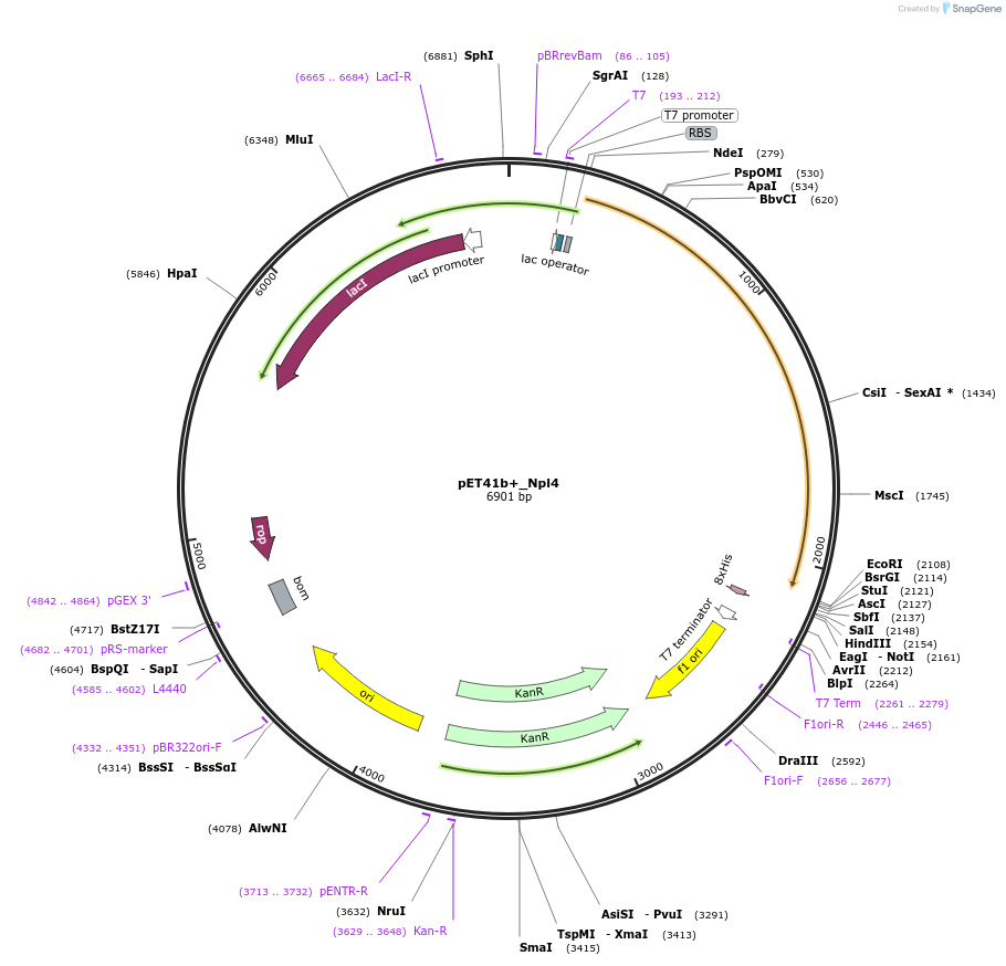 117108-plasmid-map-sequence-id-224851