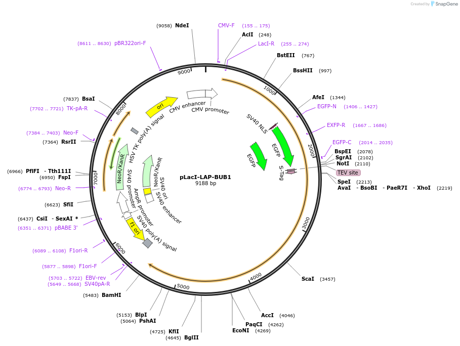 115905-plasmid-map-sequence-id-224890