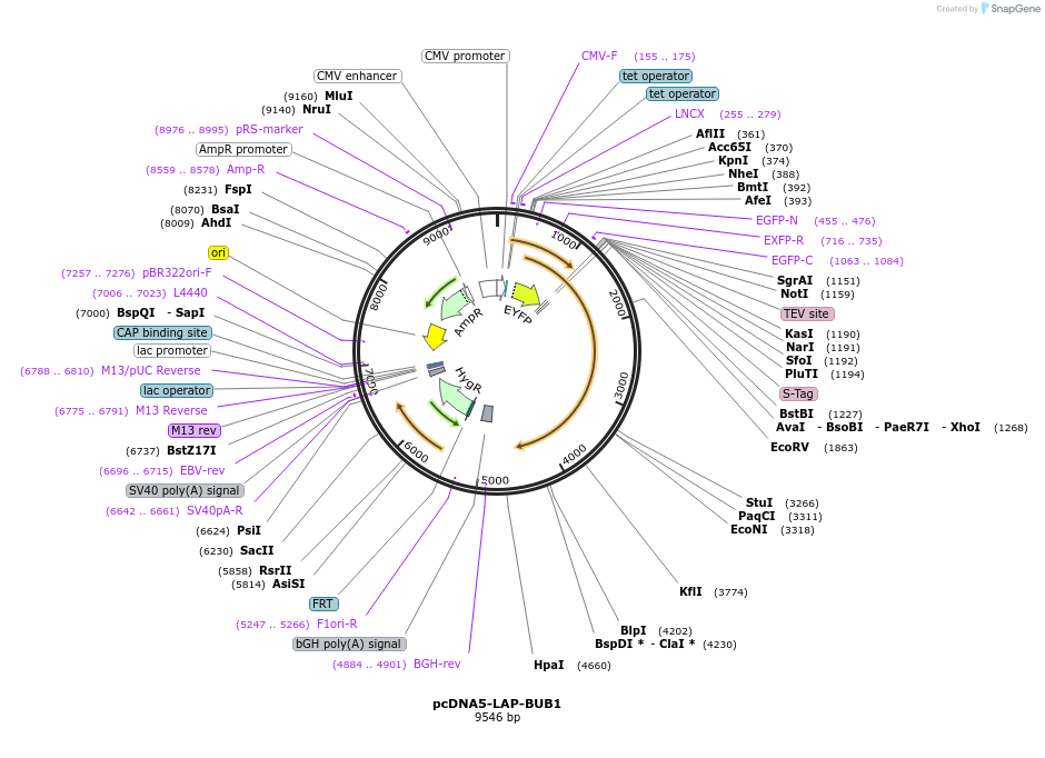 115903-plasmid-map-sequence-id-224892
