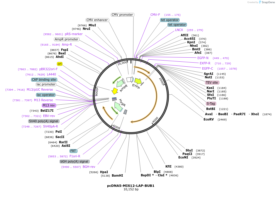 115904-plasmid-map-sequence-id-224900