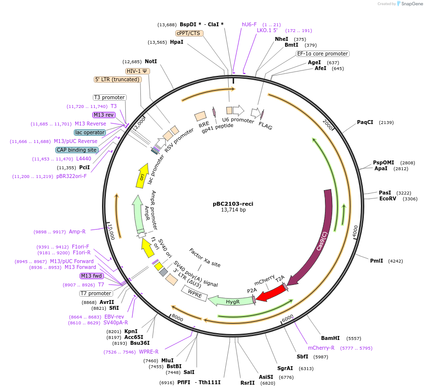 117172-plasmid-map-sequence-id-224902