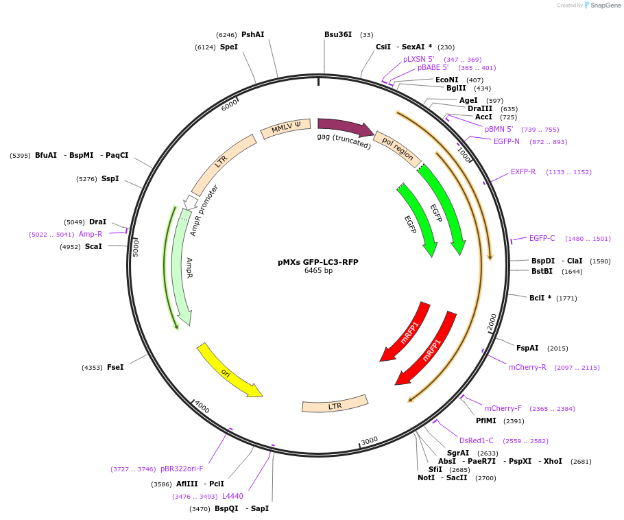 117413-plasmid-map-sequence-id-224908