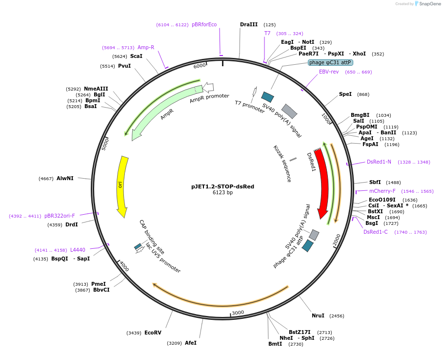 60944-plasmid-map-sequence-id-224912