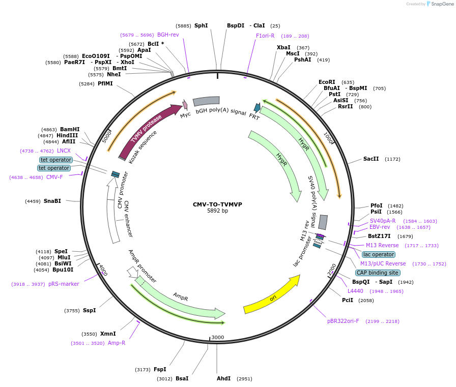 116078-plasmid-map-sequence-id-224916