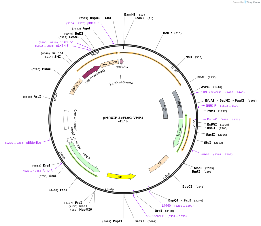 117416-plasmid-map-sequence-id-224938