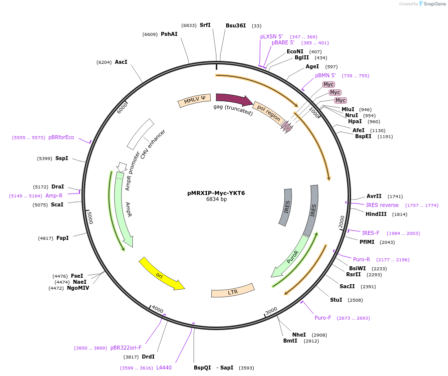 116945-plasmid-map-sequence-id-224941