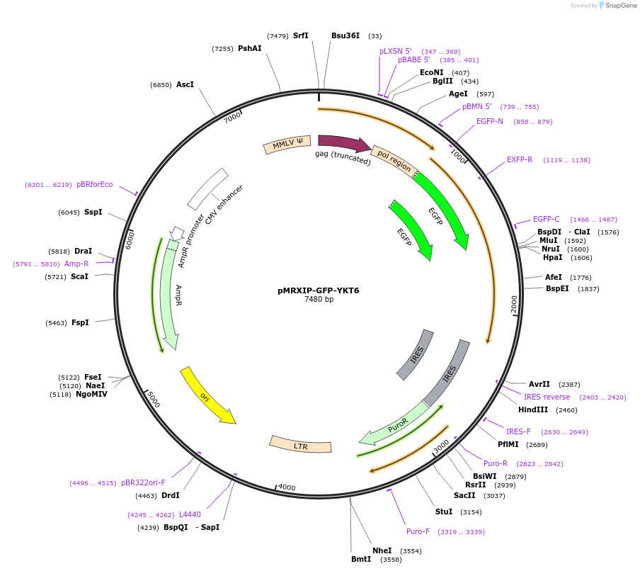 116946-plasmid-map-sequence-id-224943