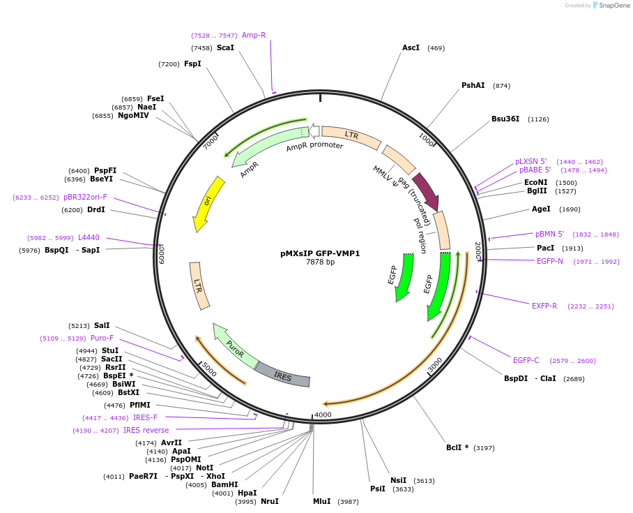 117417-plasmid-map-sequence-id-224945