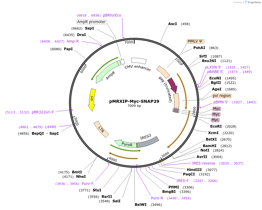 116944-plasmid-map-sequence-id-224947