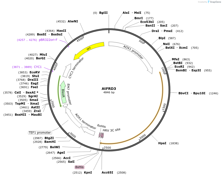 117086-plasmid-map-sequence-id-224949