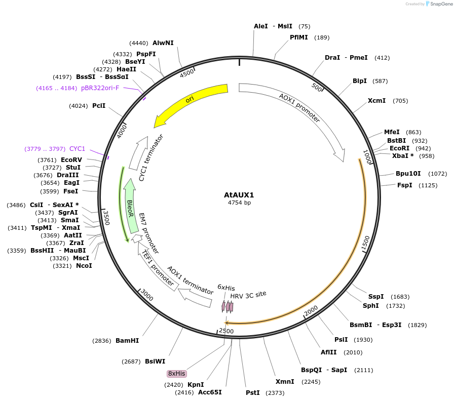 117087-plasmid-map-sequence-id-224950