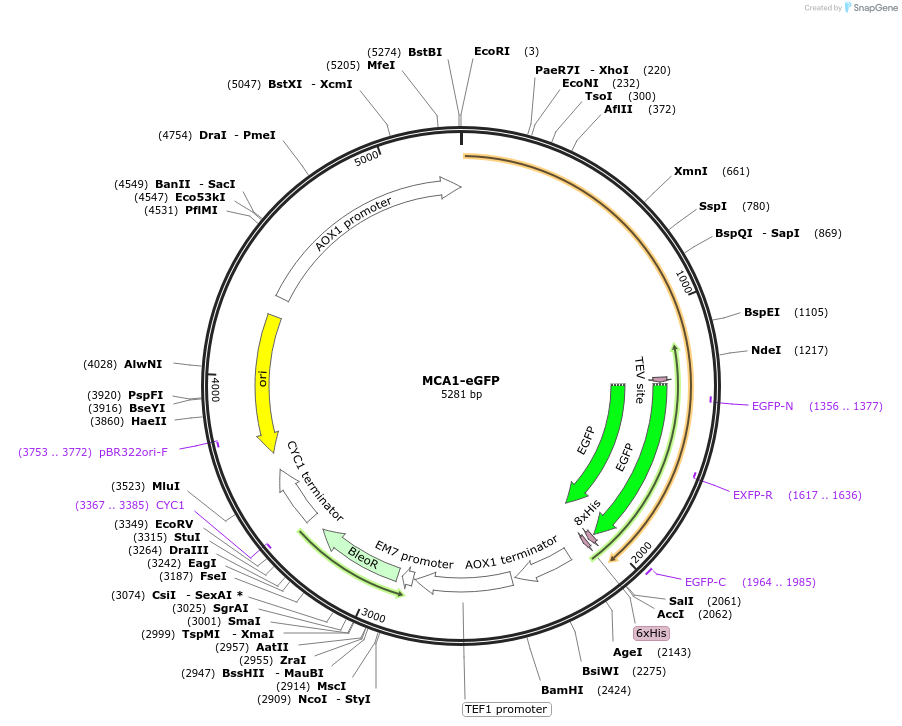 117097-plasmid-map-sequence-id-224953