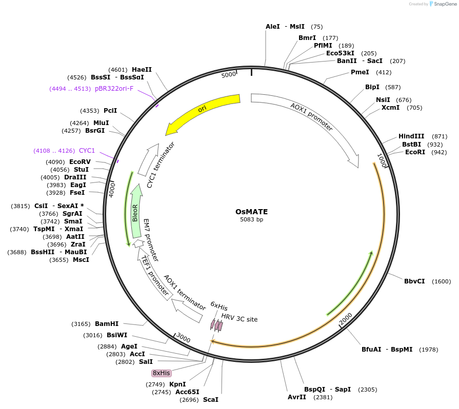 117093-plasmid-map-sequence-id-224955