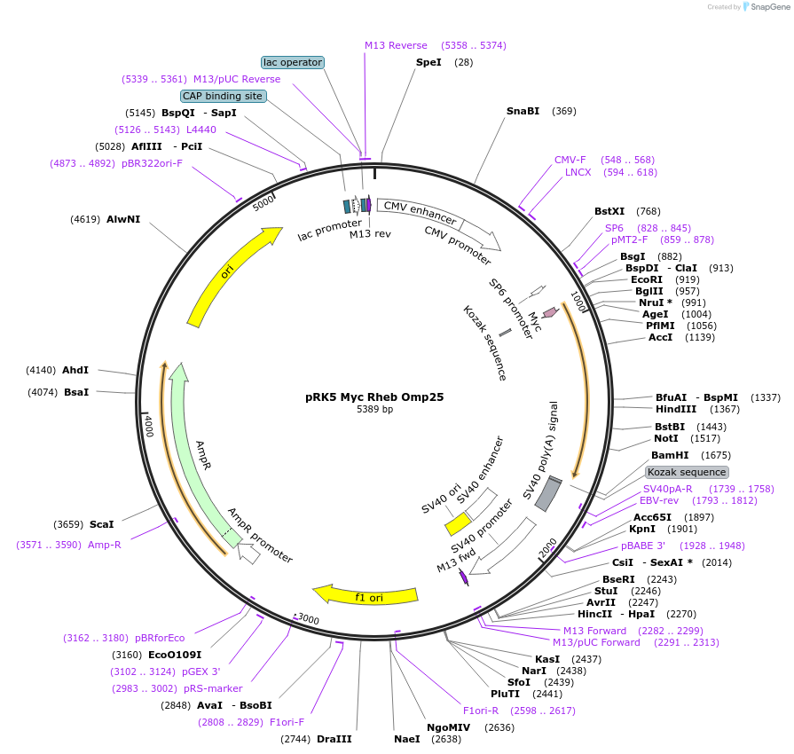 112764-plasmid-map-sequence-id-224981