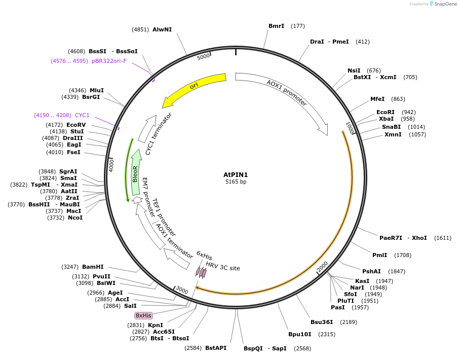117088-plasmid-map-sequence-id-224983
