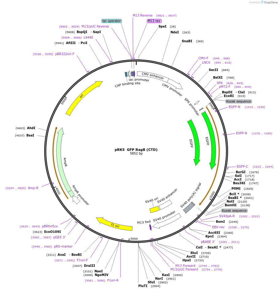 112766-plasmid-map-sequence-id-224990