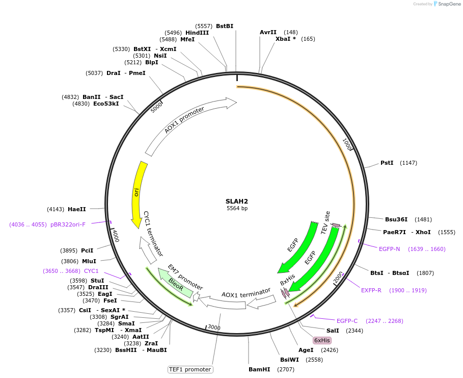 117104-plasmid-map-sequence-id-224997