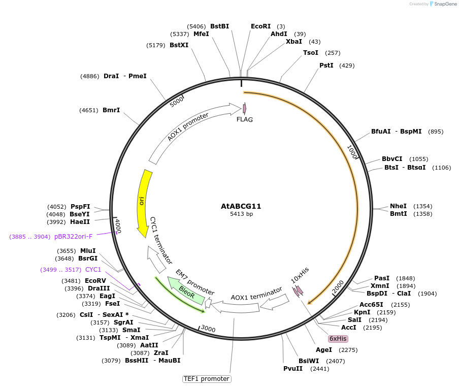 117091-plasmid-map-sequence-id-224998