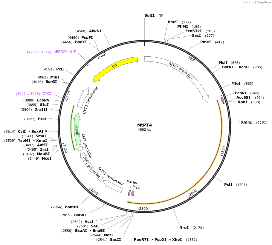 117096-plasmid-map-sequence-id-225001