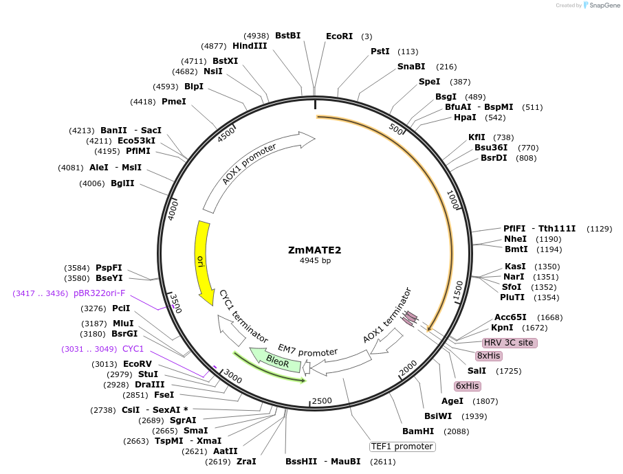 117094-plasmid-map-sequence-id-225005