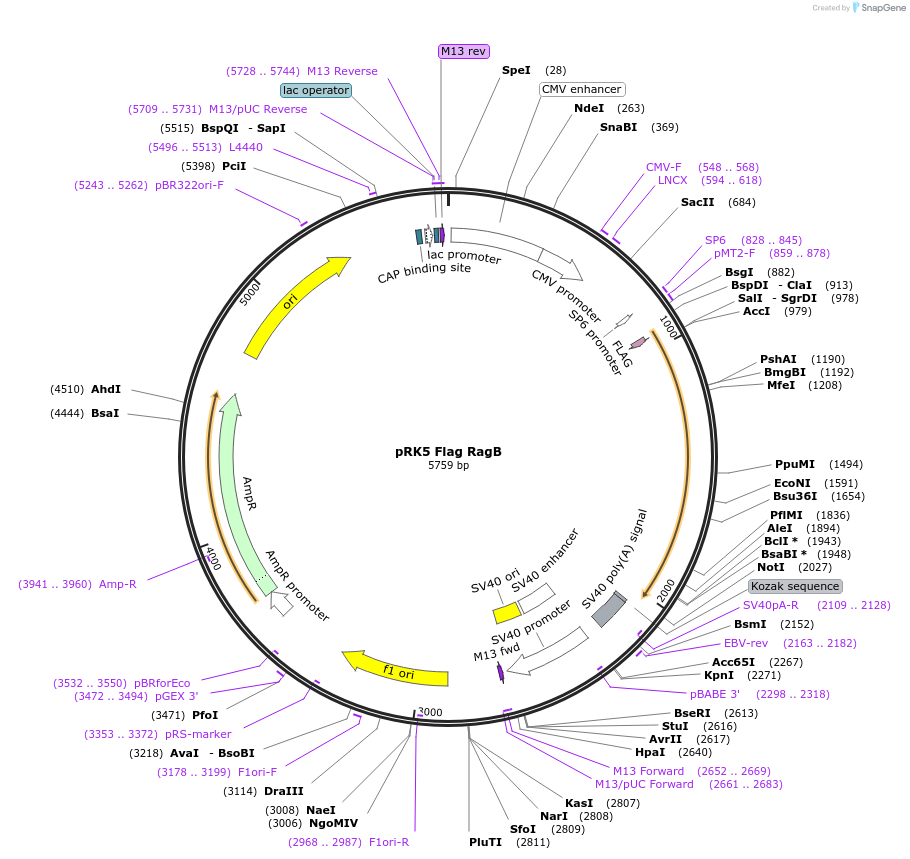 112755-plasmid-map-sequence-id-225014
