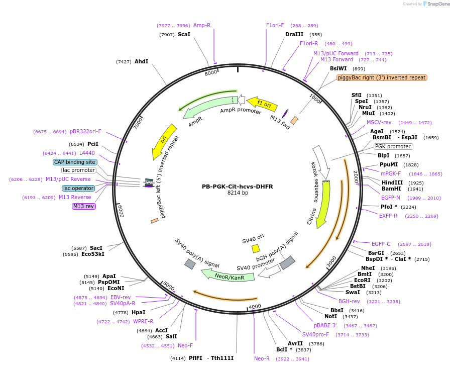 116044-plasmid-map-sequence-id-225019
