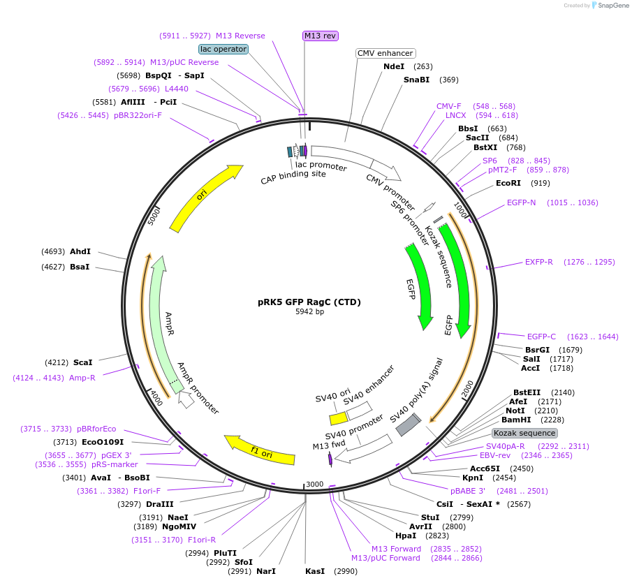112768-plasmid-map-sequence-id-225029
