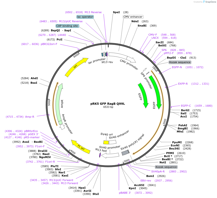 112749-plasmid-map-sequence-id-225033